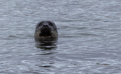 Grey Seals