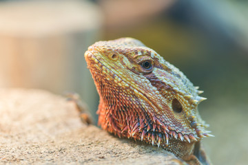 .Close - up of the bearded Agama in the terrarium, view through the glass of the terrarium.