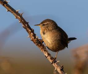 Wren