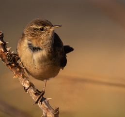 Wren