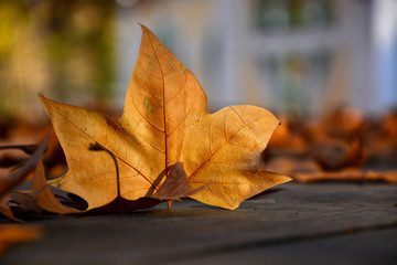 autumn leaves on wooden background