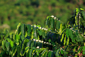 Coffee flower on tree in cafe plantation
