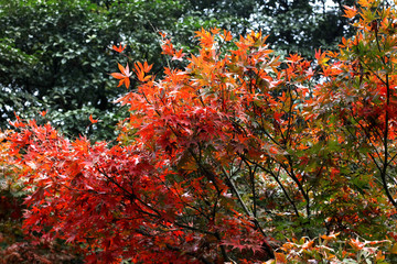 The maple leaves China