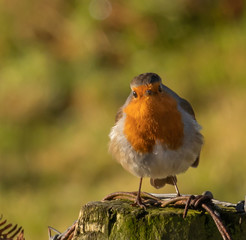 Robin Redbreast