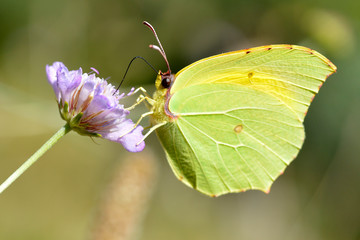 Macro of Cleopatra butterfly (Gonepteryx cleopatra) feeding on purple flower viewed of profile