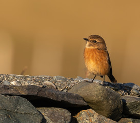 Stonechat