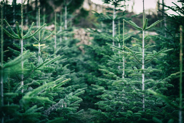 Weihnachtsbaumplantage