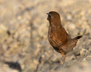 Wren