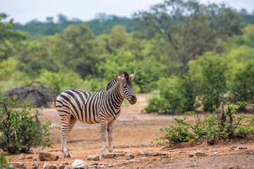Plains zebra in Kruger National park, South Africa