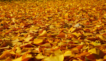 autumn leaves background