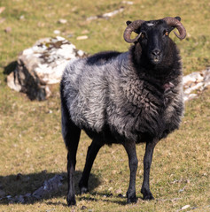 Black faced Sheep