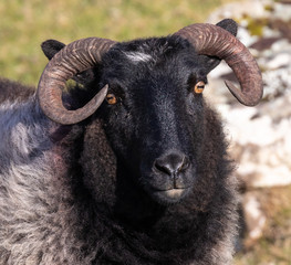 Fototapeta premium Black faced Sheep