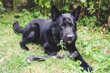Black German Shepherd dog walks in the field. Wolf on hunting. Black dog in the autumn forest.