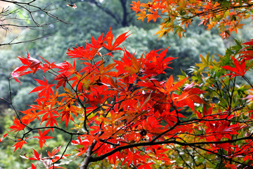 The maple leaves China