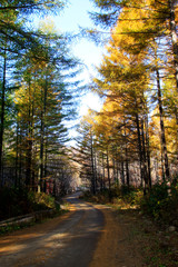 Forest road in the autumn
