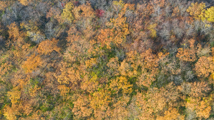 Aerial top view of autumn forest as natur background. Natural texture of colorful trees.