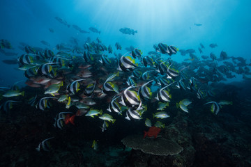 Schools of fish sheltering from the swell