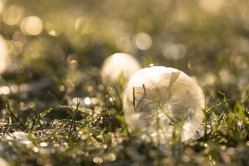 frozen soap bubble in winter