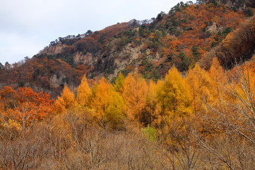 Obraz premium vegetation on mountain