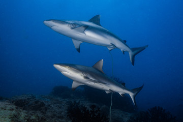 Fototapeta premium Pair of Grey Reef Sharks 
