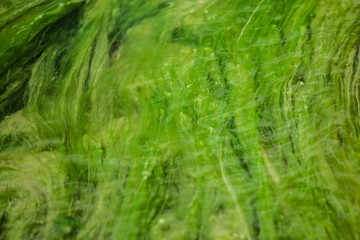 Green Algae And Grass Under The Clear River Water. Natural Green Texture Or Background.
