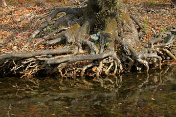 roots and water