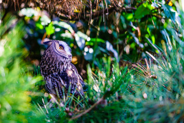 Long Eared Owl in a fir tree looking surprise