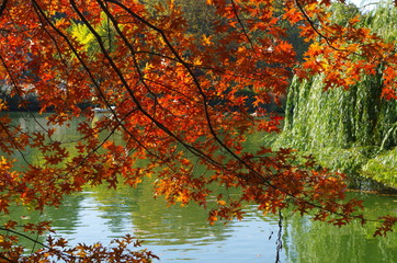 Zweige mit buntem Herbstlaub über Wasser