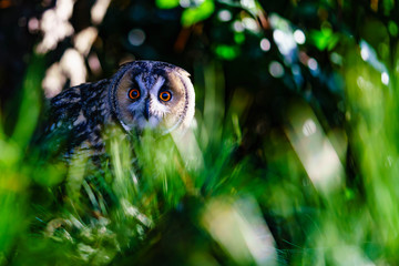 Long Eared Owl in a fir tree