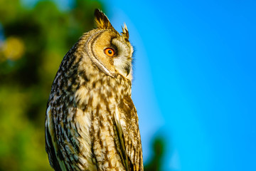 Long Eared Owl Looking around