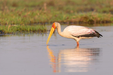Nimmersatt Vogel, Mycteria ibis, fischt am Chobe River, Botswana