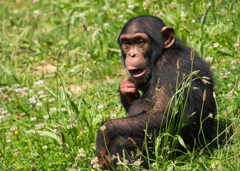 Obraz na płótnie Canvas Chimpanzé