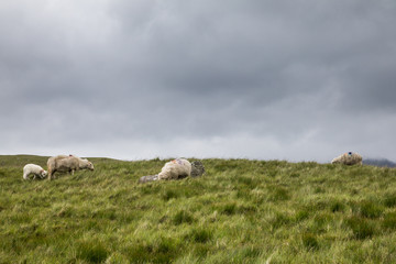 Naklejka na ściany i meble Schafe in Wales