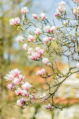 pink flowers in spring