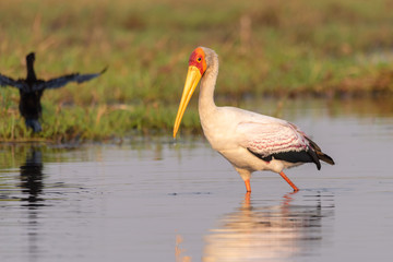 Nimmersatt Vogel, Mycteria ibis, am Chobe River, Botswana
