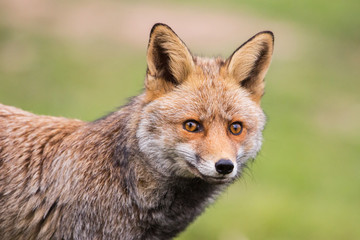 Fototapeta premium Red Fox (Vulpes vulpes) staring at camera, Andalucia, Spain