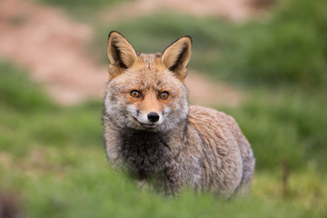 Naklejka na ściany i meble Red Fox (Vulpes vulpes) staring at camera, Andalucia, Spain