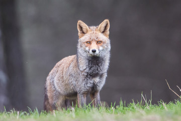 Red Fox (Vulpes vulpes) staring at camera, Andalucia, Spain