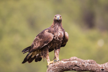 Golden eagle (Aquila chrysaetos), Andalusia, Spain