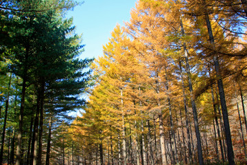 Fototapeta premium Pine branches in the sky