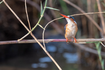 Haubenzwergfischer, Malachiteisvogel, Corythornis cristatus, in seinem Lebensraum am Chobe River, Botswana