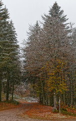 Premières neiges sur les Vosges