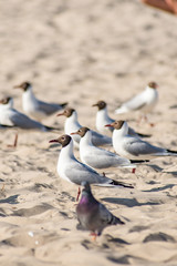 seagulls on the beach