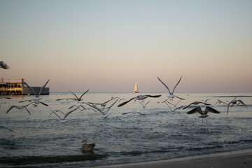 M&ouml;wen &uuml;ber der Ostsee