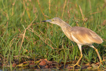 Rallenreiher, Ardeola ralloides, in seinem Lebensraum am Chobe River, Botswana