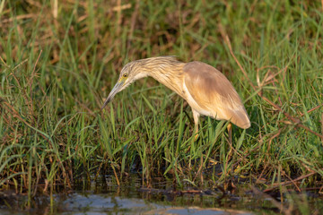 Rallenreiher, Ardeola ralloides, in seinem Lebensraum am Chobe River, Botswana