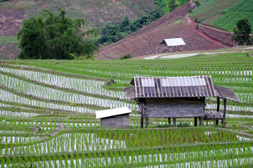 Fototapeta premium paddy rice field at the northern of Thailand