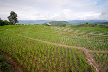 Fototapeta na wymiar paddy rice field at the northern of Thailand