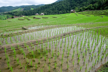 Fototapeta na wymiar paddy rice field at the northern of Thailand