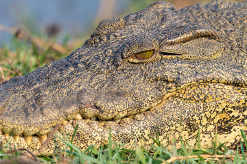 Auge in Auge mit einem Krokodil, rocodylus niloticus, Chobe Nationalpark, Botswana